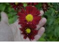 Chrysanthemum ( Dendranthema ) x indicum 