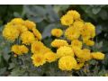 Chrysanthemum ( Dendranthema ) x indicum 