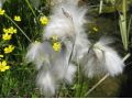 Eriophorum angustifolium - suchopýr úzkolistý