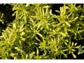 Iberis sempervirens 