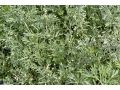 Artemisia absinthium - pelyněk pravý