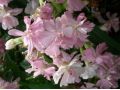 Saponaria officinalis 