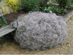 Gypsophila repens 