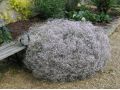 Gypsophila repens 