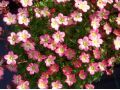 Saxifraga x arendsii 