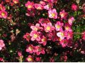 Saxifraga x arendsii 