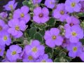 Aubrieta 