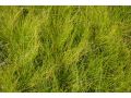 Carex davalliana - ostřice Davallova