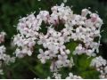 Valeriana officinalis - kozlík lékařský, baldrián, kočičí kořen