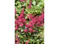 Astilbe japonica 