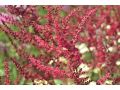 Astilbe thunbergii 