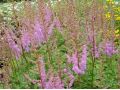Astilbe chinensis 