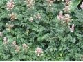 Astilbe crispa 