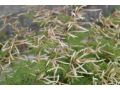 Aruncus aethusifolius 