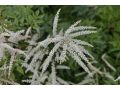 Aruncus aethusifolius 