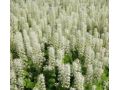 Tiarella cordifolia 