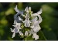 Stachys grandiflora 