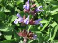 Salvia officinalis 