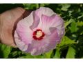 Hibiscus moscheutos 