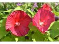 Hibiscus moscheutos 