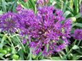 Allium hollandicum 