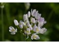 Allium roseum - česnek růžový