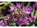 Allium oreophilum - česnek vysokohorský