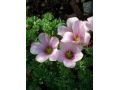 Oxalis adenophylla - šťavel žláznatolistý