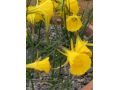 Narcissus bulbocodium var. conspicuus - narcis