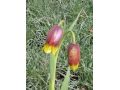 Fritillaria michailovskyi - řebčík