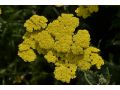 Achillea hybrida 