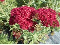 Achillea millefolium 