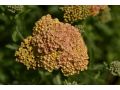 Achillea millefolium 