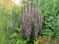 Acanthus hungaricus - paznehtník uherský