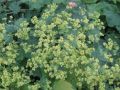 Alchemilla mollis - kontryhel