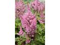 Astilbe 