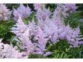 Astilbe 