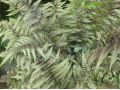 Athyrium niponicum 