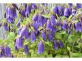 Campanula 