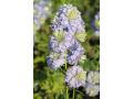 Delphinium elatum 