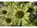 Echinacea 