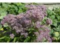Eupatorium ( Eutrochium ) 