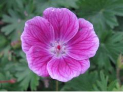 Geranium sanguineum 