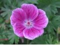 Geranium sanguineum 