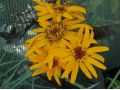 Ligularia dentata 