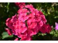 Phlox paniculata 
