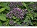 Phlox paniculata 