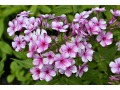 Phlox paniculata 