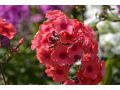 Phlox paniculata 