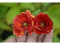Potentilla 